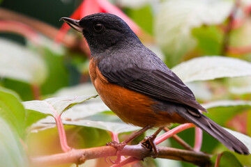 Male cinnamon-bellied flowerpiercer (Diglossa baritula).