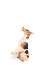 wirehaired fox terrier sitting and looking up on white.