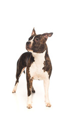purebred american staffordshire terrier standing isolated on white.