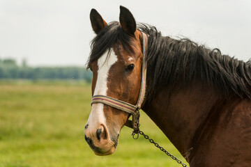 Farmer horse grazing in a green field