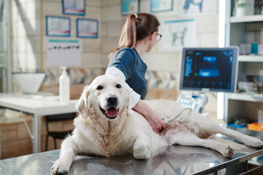 Portrait Of Purebred Sick Dog Lying On The Table While The Vet Looking At The Monitor, She Doing Ultrasound Scan At The Office