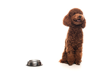 purebred brown poodle sitting next to bowl on white.