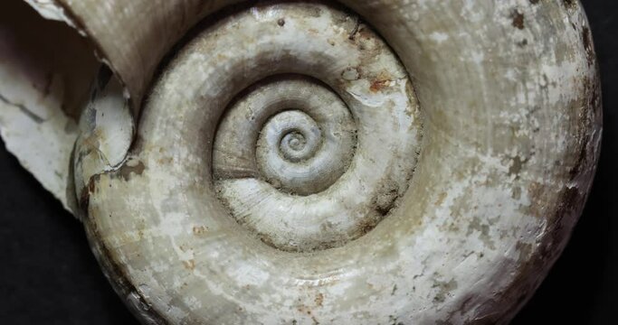 Spinning snail gastropod shell macro