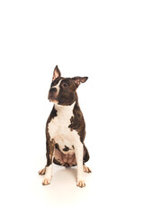purebred american staffordshire terrier sitting isolated on white.