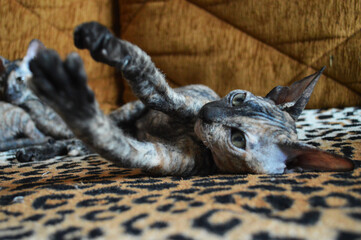 Portrait of sphynx kittens playing on sofa 