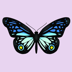 butterfly illustration