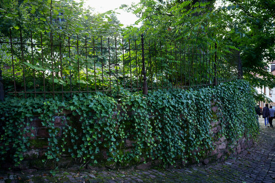 Background from elegant leaves. Wall of green ivy. Heder spiral. Fence decoration with ordinary ivy. Nature concept for design