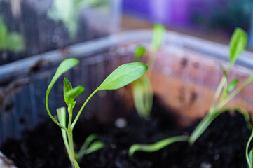 Close-up of young spinach plant indoors