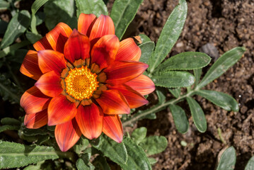 Treasure Flower (Gazania hybrida) in garden