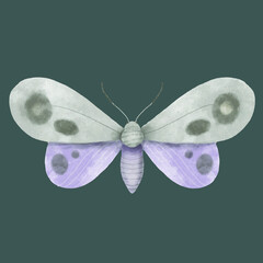 moth butterfly illustration