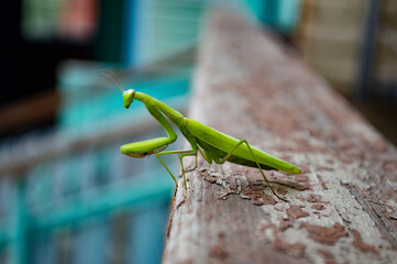 Green praying mantis on balcony