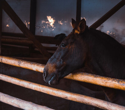 Zebra horse / Caballo cebra