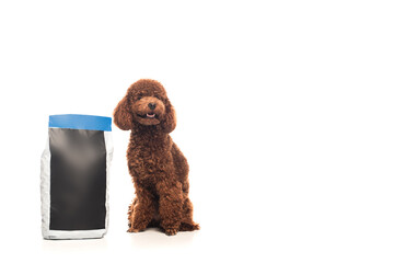 brown poodle sitting near pet food package isolated on white.