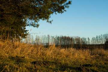Landscape in the valley of the Narew river at sunset.