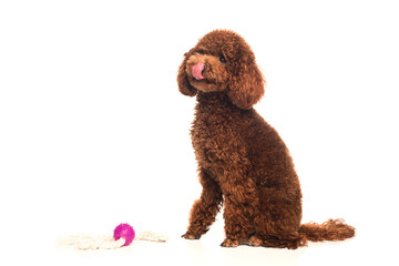 brown poodle sticking out tongue and sitting near rubber ball isolated on white.
