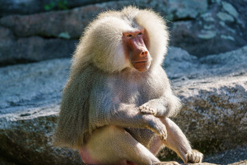 baboon sitting on a rock