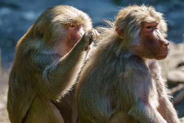 Portraits of tow baboons 