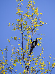 White-backed woodpecker on a pine tree in a summer forest
