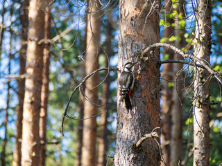 White-backed woodpecker on a pine tree in a summer forest