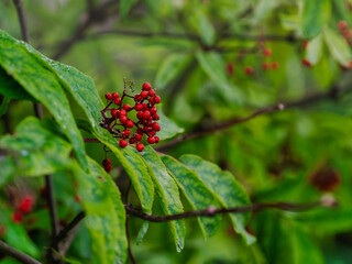 Brush of red elderberry on a green background. Ripe red elderberry close-up outdoors in summer.