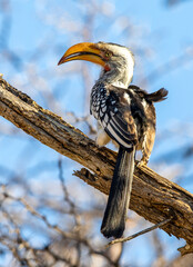 Southern Yellow-Billed Hornbill in the Kgalagadi