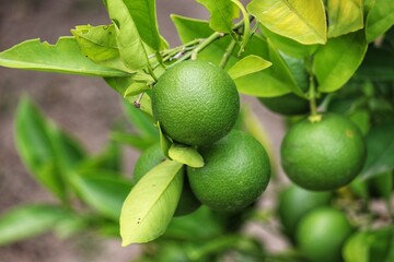 A small orange tree in the garden.