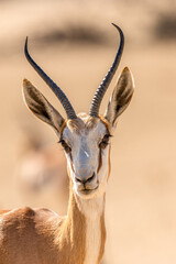 Springbok in the Kgalagadi