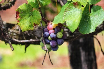 A beautiful vine with grapes at the beginning of growth.