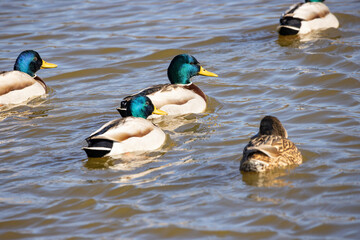 Mallard or wild duck (Anas platyrhynchos)