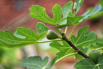 A beautiful fig tree bearing fruit.