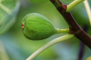 A beautiful fig tree bearing fruit.