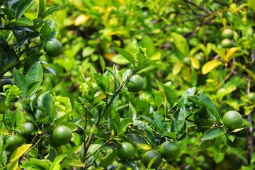 A small orange tree in the garden.