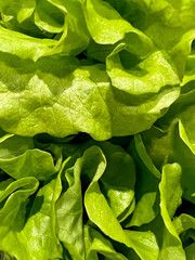 Fresh green lettuce background 