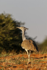 Kori Bustard in the Kgalagadi