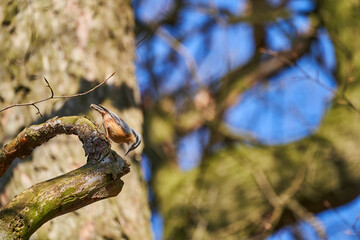 Eurasian nuthatch or wood nuthatch, Sitta europaea
