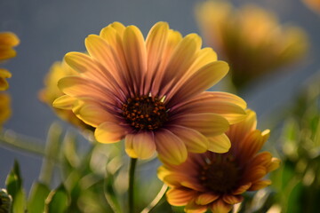 Blumen Gerbera