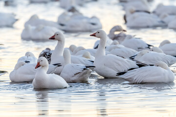 Morning Gathering