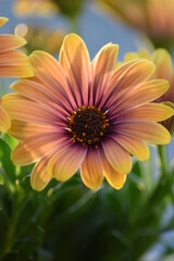 Blumen Gerbera