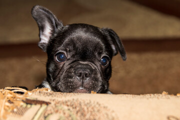 Funny french bulldog in black color peeks out from behind a shelter. Close-up portrait.