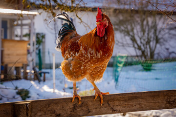 Hahn, Gockel, Huhn, Winter, Vogel, Haushuhn, Gallus gallus domesticus