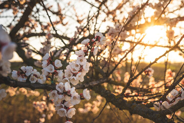 Blossoming apricottree with the orange sun in the background. The sun's rays between the branches, in the foreground the white and red apricotblossoms