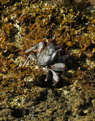 Moorish  Crab or Red Crab. (Grapsus adscensionis). Tenerife Island. Canary Islands. Spain. 