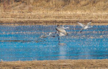 Flight of the Sandhill Cranes