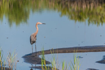 The tricolored heron (Egretta tricolor)