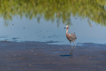 The tricolored heron (Egretta tricolor)