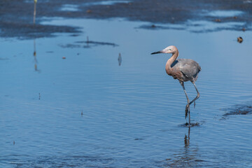 The tricolored heron (Egretta tricolor)