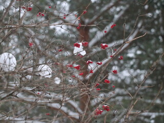 Rowan berries against the background of snow-covered trees