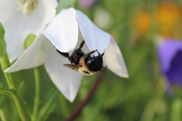 Bee on a White Flower