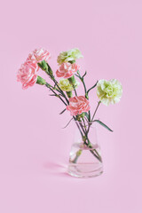 Tender carnation flowers  in a glass vase on pastel pink background.
