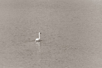 Duck on water scene. Duck water. Duck swim. Ducks swimming water